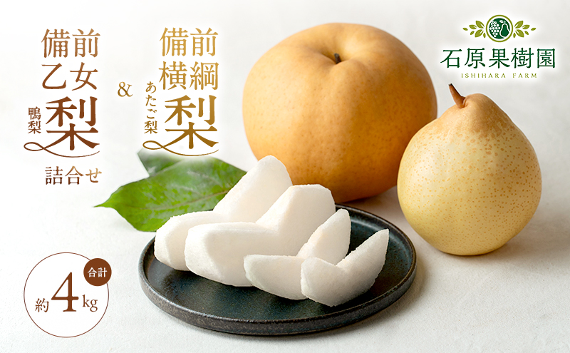 梨 2026年 先行予約 備前横綱梨（あたご梨） 2玉（1玉1～1.5kg）・備前乙女梨（鴨梨） 4～6玉 詰合せ 合計約4.0kg【11月下旬～12月中旬頃発送】 岡山県産 フルーツ ギフト 石原果樹園 和梨 