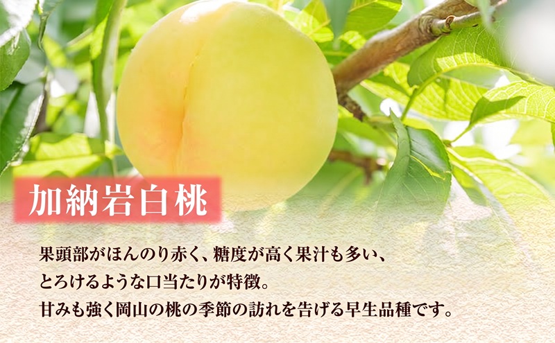 【 2027年 先行予約】 桃 岡山県産 どれも食べたい！岡山の桃 3種 満喫 プラン 3回 コースB ( 加納岩白桃 ・ 清水白桃 ・ 白皇 各1.2kg)《2027年6月下旬-8月中旬頃出荷》白桃 数量限定 期間限定 定期便