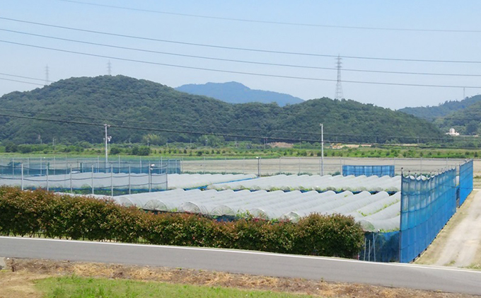 【2026年先行予約】 ぶどう 岡山県産 たたらみねらる シャインマスカット 1.3kg以上（2房～3房） 《2026年8月下旬-10月下旬頃出荷》 葡萄 ブドウ フルーツ 果物 スイーツ 数量限定 期間限定 岡山 里庄町 