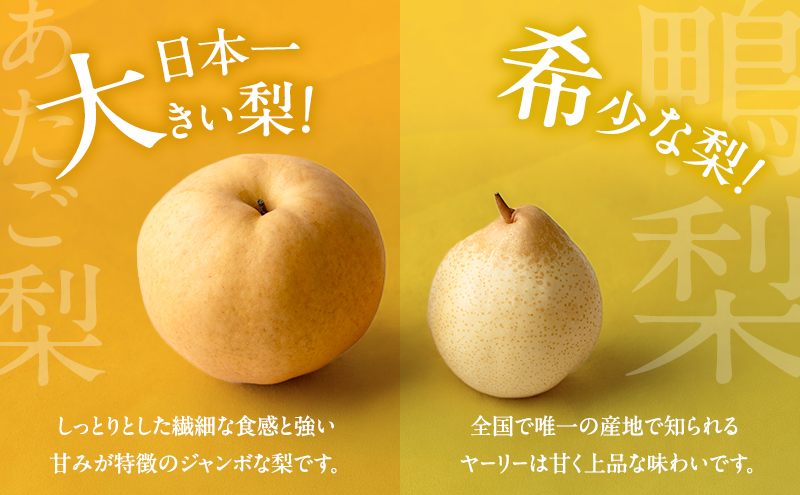 梨 2026年 先行予約 ご家庭用 鴨梨（ヤーリー） 6～13玉入り 約4kg 化粧箱【11月下旬～12月中旬頃発送】 ナシ なし 岡山県産 国産 フルーツ 果物 石原果樹園 家庭用 