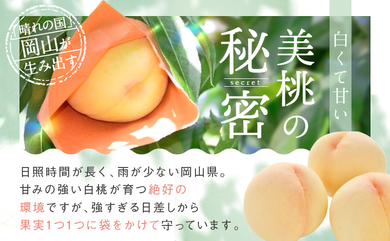 桃 2027年 先行予約 白桃 5玉 合計約1.3kg もも モモ 岡山県産 国産 フルーツ 果物 ギフト