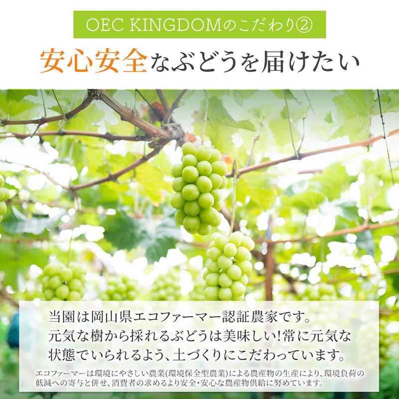 ぶどう 2026年 先行予約 ［ご家庭用］ シャイン マスカット 2房（合計1kg以上） ブドウ 葡萄 岡山県産 国産 フルーツ 果物 OEC KINGDOM ぶどう家 果物類 