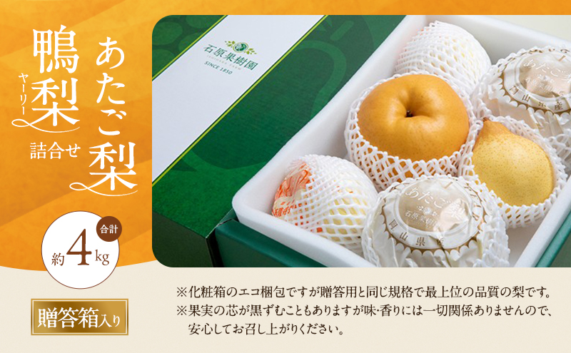 梨 2026年 先行予約 あたご梨・鴨梨（ヤーリー）詰合せ 合計約4kg あたご2～3玉 鴨梨3～7玉 贈答箱【11月下旬～12月中旬頃発送】 ナシ なし 岡山県産 国産 フルーツ 果物 ギフト 石原果樹園 