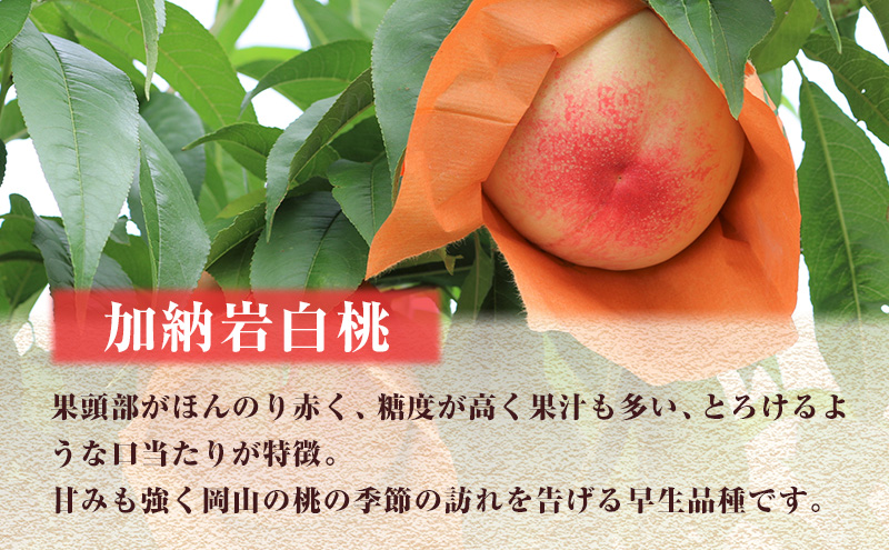 【 2027年 先行予約】 桃 岡山県産 加納岩 白桃 約1.2kg（4～5玉） 《2027年6月下旬-7月上旬頃出荷》 白桃 岡山 はくとう スイーツ フルーツ 果物 先行予約 数量限定 期間限定 岡山 里庄町 モモ もも 桃