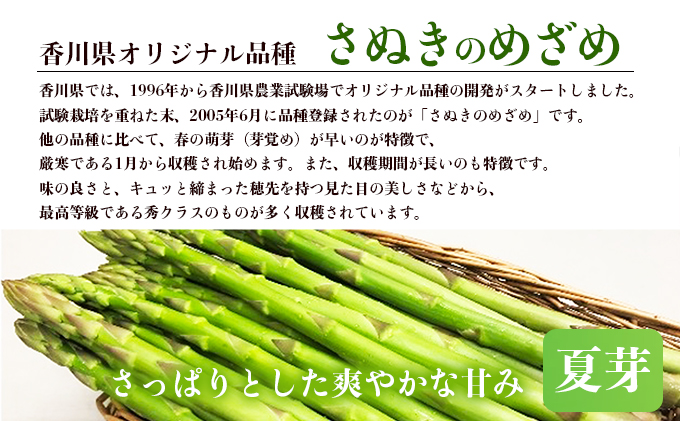 アスパラガス【さぬきのめざめ】夏芽30cmセミロングサイズ1kg グリーンアスパラガス 野菜 柔らかい シャキシャキ 旬の野菜 国産 食材 