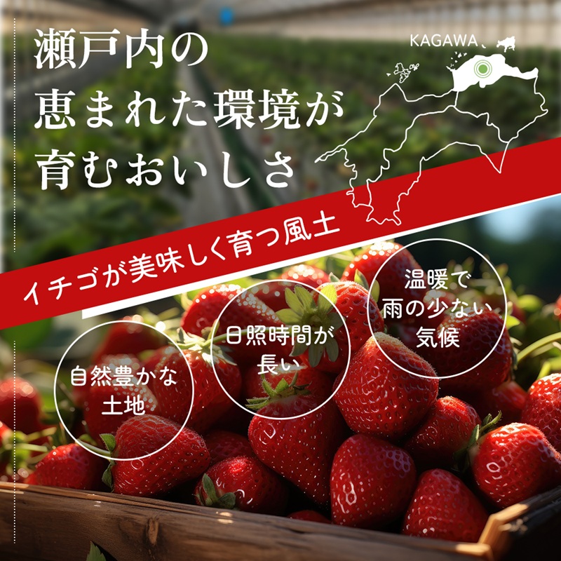 いちご さぬきひめ さぬきひめいちご 約1kg 250g × 4パック 香川県産 讃岐 さぬき 苺 イチゴ ストロベリー 大粒 大粒いちご おむすび型 糖度 酸味 香川県オリジナル 果物 フルーツ くだもの 贈答 ギフト 香川県 東かがわ市 46312842◆