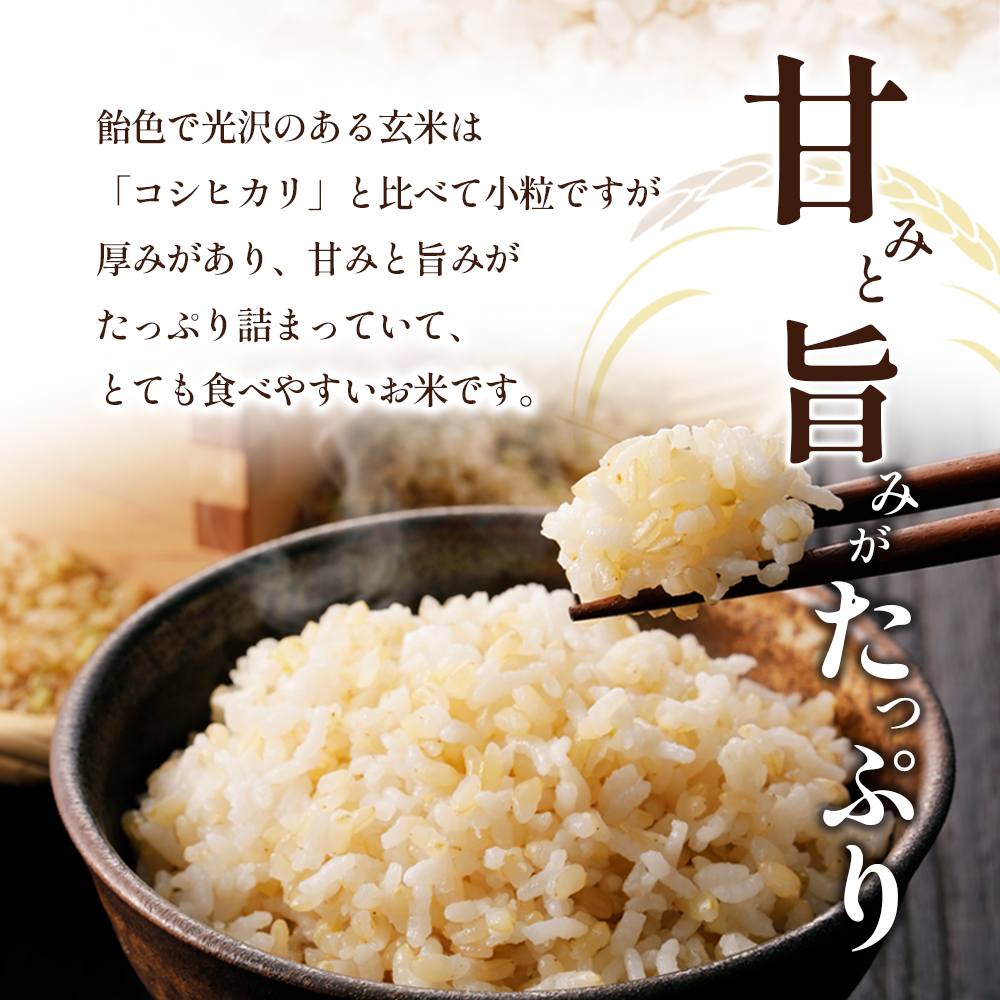 「食卓応援品」令和7年産「ヒノヒカリ」30kg（玄米） お米 30kg