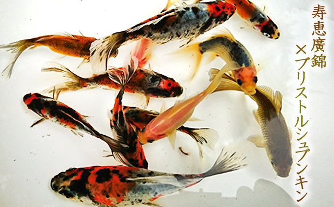金魚 長物 長物金魚 4種 5匹セット 希少種 三尾更紗和金 青錦 ブリストルシュブンキン 寿恵廣錦 観賞魚 生体 きんぎょ 水槽 池 飼育 ペット 鑑賞 自家繁殖 生き物 魚 アクアリウム カラフル 屋外飼育 屋内飼育 発送前連絡 香川県 東かがわ市 46312030