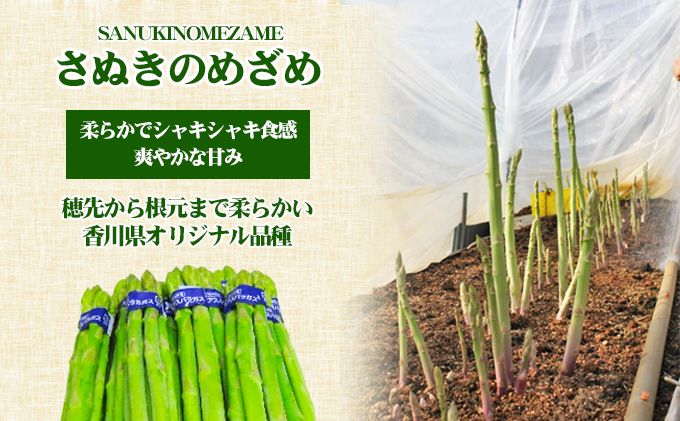 アスパラガス さぬきのめざめ 香川県オリジナル品種 細目 Mサイズ 約1kg 約100g × 10束 天ぷら バター炒め サラダ 肉巻き ベーコン巻き グリル アスパラ 野菜 冷蔵 ギフト お取り寄せ 五色青果 香川県 東かがわ市 46311694