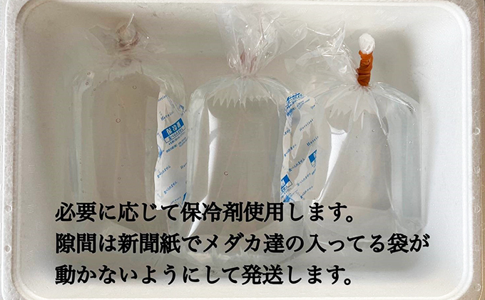 菊まるめだかの【ラメラメめだか３種セット】計15匹 生き物 生体 魚 観賞魚 アクアリウム サファイア サボテン サボラメ スズラン スーパーラメ 改 天界 若魚 