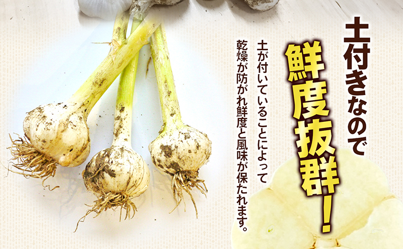 鮮度抜群！土付きにんにく 5kg 野菜 根菜 