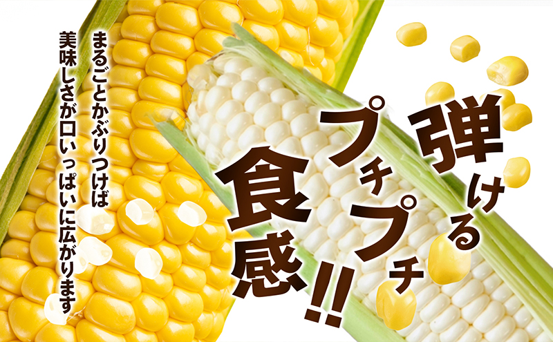 とうもろこし コーン 食べ比べ セット 詰合せ 2種 イエローコーン 約3kg 8から12本 ホワイトコーン 約2kg 5から8本 約5kg 甘い 真っ白 玉蜀黍 とうきび 詰め合わせ 野菜 家庭用 五色青果 香川県 東かがわ市 46312382