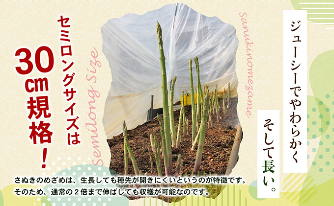 アスパラガス【さぬきのめざめ】夏芽30cmセミロングサイズ1kg グリーンアスパラガス 野菜 柔らかい シャキシャキ 旬の野菜 国産 食材 