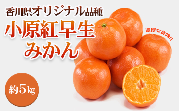 みかん 小原紅早生みかん 香川県産 約5kg 香川県が育成 香川県オリジナル品種 果皮が紅い 生食 お取り寄せ 早生みかん 柑橘 おやつ デザート 箱買い 蜜柑 ミカン 柑橘類 フルーツ 果物 くだもの 果実 五色青果 香川 香川県 東かがわ市