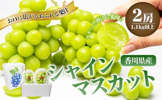 瀬戸内のシャインマスカット　2房（約1.1kg） マスカット 葡萄 ぶどう ブドウ フルーツ 果物 くだもの 果実 旬の果物 旬のフルーツ 贈答用 ギフト プレゼント 香川 香川県 東かがわ市