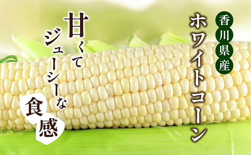 とうもろこし ホワイトコーン 白いとうもろこし 約2.5kg 6から10本 甘い ジューシー スイートコーン コーン 玉蜀黍 焼きとうもろこし コーンスープ バーベキュー 野菜 冷蔵 五色青果 香川県 東かがわ市 46311933