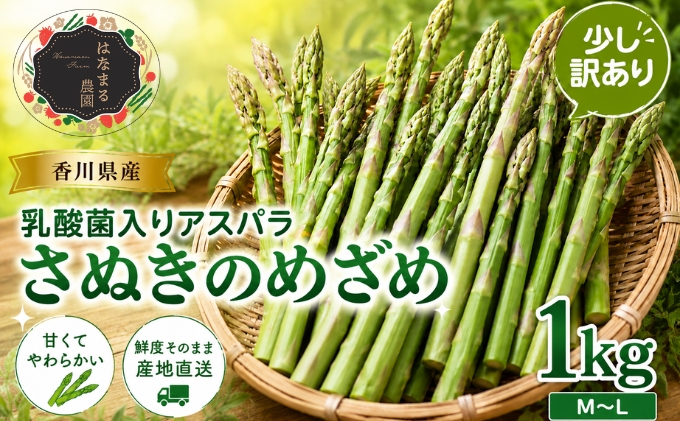 令和8年産　はなまる農園の乳酸菌入りアスパラ「さぬきのめざめ」少し訳あり 1kg（M～L） 野菜セット 野菜 アスパラガス 