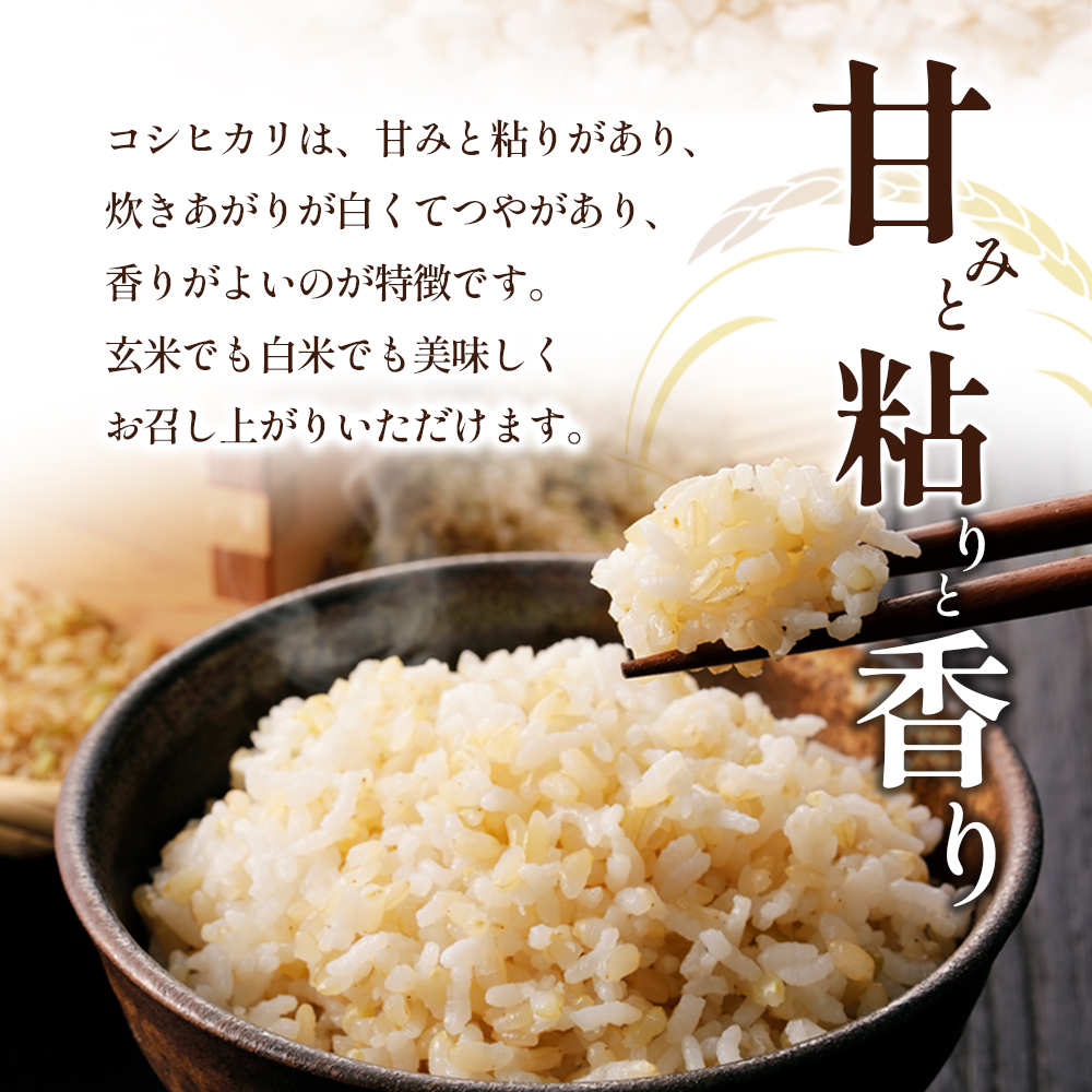 令和8年産　新米「コシヒカリ」30kg（玄米）お米 30kg 