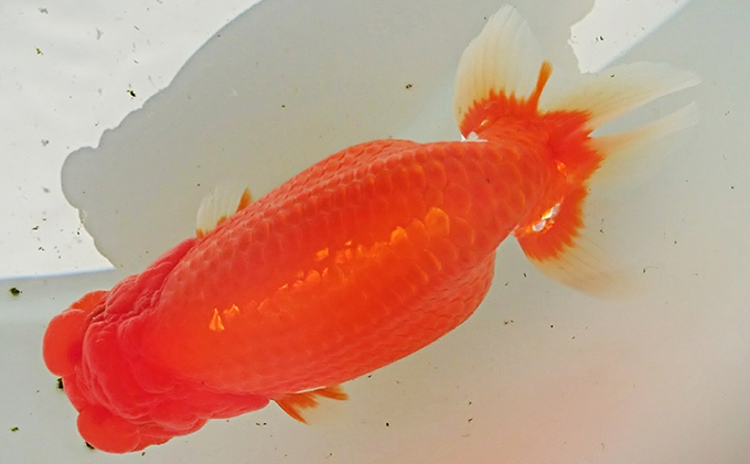 らんちゅう ランチュウ 金魚 鑑賞用 練習用 観賞魚 生体 きんぎょ 品評会 当歳魚 二歳魚 水槽 池 飼育 ペット 鑑賞 自家繁殖 生き物 魚 アクアリウム 屋外飼育 屋内飼育 発送前連絡 日時相談 プレゼント 香川県 東かがわ市 46311711