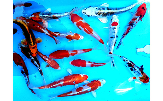 錦鯉 にしきごい 鯉 観賞用 観賞魚 1匹〜4匹 全長 10cm〜20cm 生体 ガラス水槽 水槽 ひょうたん池 池 屋内 屋外 室内 飼育 ペット 鑑賞 品評会 生き物 魚 アクアリウム 発送前連絡 日時相談 プレゼント 香川県 東かがわ市 46311928