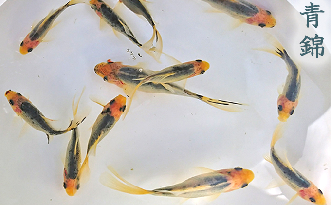 金魚 長物 長物金魚 4種 5匹セット 希少種 三尾更紗和金 青錦 ブリストルシュブンキン 寿恵廣錦 観賞魚 生体 きんぎょ 水槽 池 飼育 ペット 鑑賞 自家繁殖 生き物 魚 アクアリウム カラフル 屋外飼育 屋内飼育 発送前連絡 香川県 東かがわ市 46312030