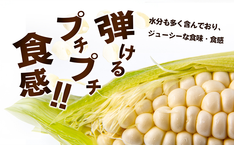 とうもろこし ホワイトコーン 白いとうもろこし 約2.5kg 6から10本 甘い ジューシー スイートコーン コーン 玉蜀黍 焼きとうもろこし コーンスープ バーベキュー 野菜 冷蔵 五色青果 香川県 東かがわ市 46311933