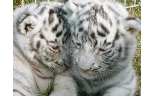 白鳥動物園（ペア）チケット 入場券 優待券 