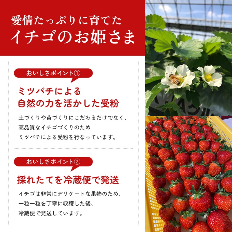 いちご さぬきひめ さぬきひめいちご 約1kg 250g × 4パック 香川県産 讃岐 さぬき 苺 イチゴ ストロベリー 大粒 大粒いちご おむすび型 糖度 酸味 香川県オリジナル 果物 フルーツ くだもの 贈答 ギフト 香川県 東かがわ市 46312842◆