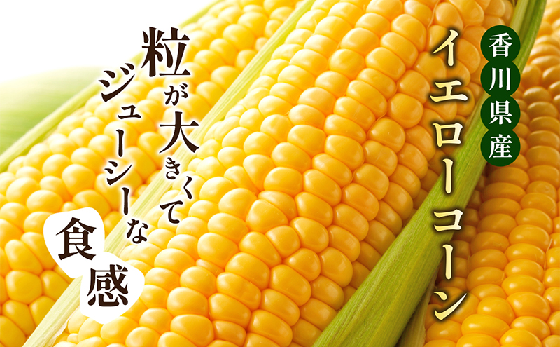 とうもろこし イエローコーン 約3kg 8から12本 黄金色 大粒 ジューシー スイートコーン コーン 玉蜀黍 焼きとうもろこし 茹でとうもろこし コーンスープ バーベキュー 野菜 冷蔵 五色青果 香川県 東かがわ市 46311934