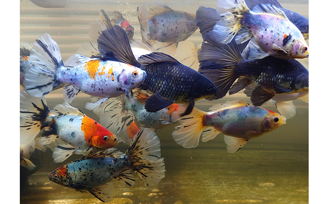 金魚 寿恵廣錦 すえひろにしき 1匹〜4匹 尾がハート型 ハート 尾びれ 観賞魚 観賞用 生体 きんぎょ ガラス水槽 水槽 飼育 ペット 鑑賞 卵から育成 自家繁殖 生き物 魚 アクアリウム 屋内飼育 発送前連絡 日時相談 プレゼント 香川県 東かがわ市