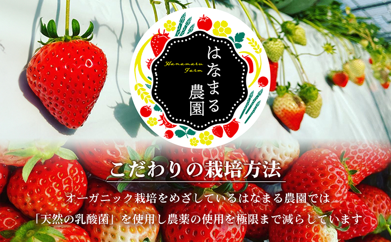 いちご はなまる農園 こだわりいちご さぬきひめ 500g 香川県産 苺 イチゴ フルーツ 果物 くだもの 旬のフルーツ 旬の果物 香川 香川県 東かがわ市