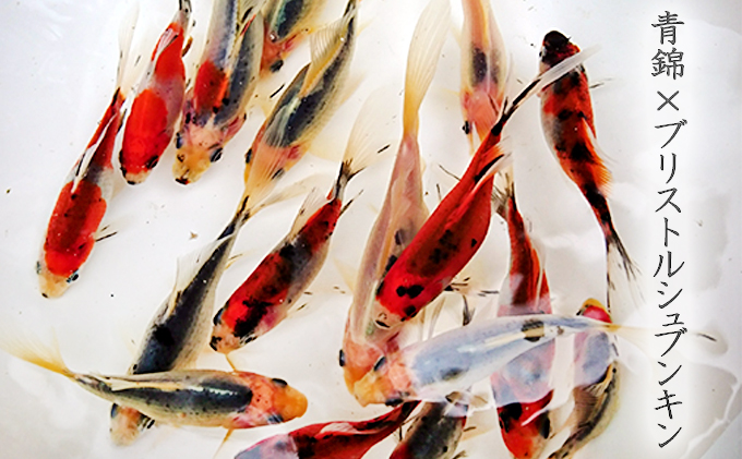 金魚 長物 長物金魚 4種 5匹セット 希少種 三尾更紗和金 青錦 ブリストルシュブンキン 寿恵廣錦 観賞魚 生体 きんぎょ 水槽 池 飼育 ペット 鑑賞 自家繁殖 生き物 魚 アクアリウム カラフル 屋外飼育 屋内飼育 発送前連絡 香川県 東かがわ市 46312030