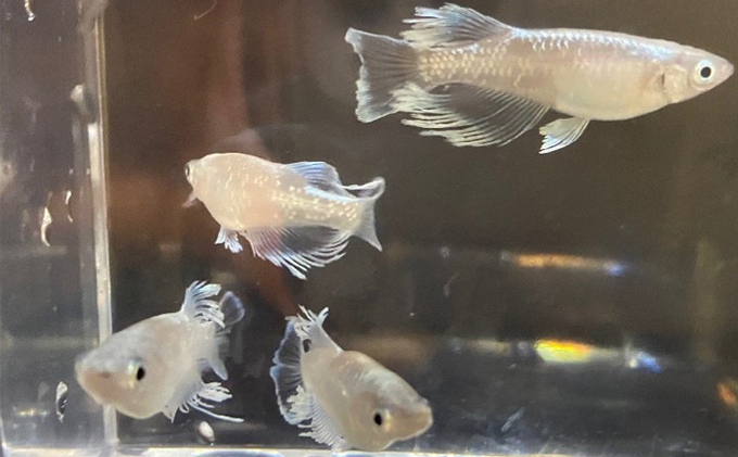 メダカ マリアージュロングフィン 8匹 めだか 生体 若魚 幼魚 観賞魚 ヒレ長 ロングフィン 改良メダカ 死着保障付 アクアリウム 水槽 ビオトープ 睡蓮鉢 飼育 ペット 生き物 1.5cm～2.0cm 発泡スチロール 玄関 リビング 香川県 東かがわ市