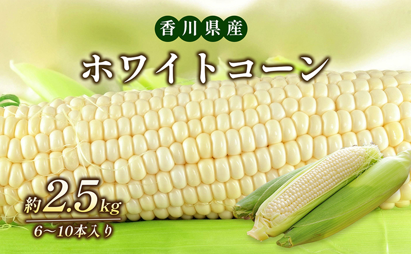 とうもろこし ホワイトコーン 白いとうもろこし 約2.5kg 6から10本 甘い ジューシー スイートコーン コーン 玉蜀黍 焼きとうもろこし コーンスープ バーベキュー 野菜 冷蔵 五色青果 香川県 東かがわ市 46311933