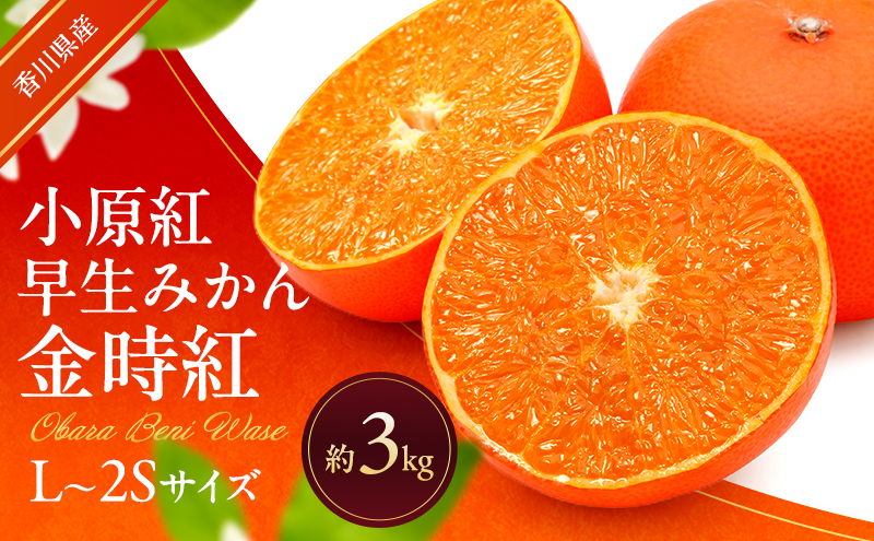 みかん 小原紅早生みかん 金時紅 香川県産 約3kg L～2Sサイズ ハウス栽培 高糖度 香川県オリジナル品種 果皮が紅い 早生みかん 柑橘 箱買い フルーツ 生食 おやつ デザート 蜜柑 ミカン 柑橘類 果物 くだもの 果実 香川県 東かがわ市 46312780