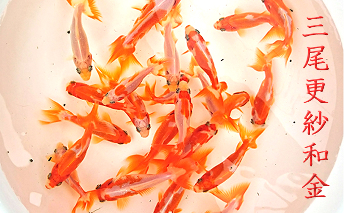 金魚 長物 長物金魚 4種 5匹セット 希少種 三尾更紗和金 青錦 ブリストルシュブンキン 寿恵廣錦 観賞魚 生体 きんぎょ 水槽 池 飼育 ペット 鑑賞 自家繁殖 生き物 魚 アクアリウム カラフル 屋外飼育 屋内飼育 発送前連絡 香川県 東かがわ市 46312030