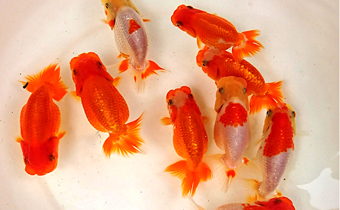 らんちゅう ランチュウ 金魚 鑑賞用 練習用 観賞魚 生体 きんぎょ 品評
