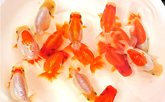 らんちゅう ランチュウ 金魚 鑑賞用 練習用 観賞魚 生体 きんぎょ 品評会 当歳魚 二歳魚 水槽 池 飼育 ペット 鑑賞 自家繁殖 生き物 魚 アクアリウム 屋外飼育 屋内飼育 発送前連絡 日時相談 プレゼント 香川県 東かがわ市 46311711