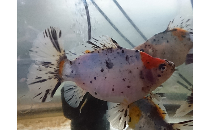 金魚 寿恵廣錦 すえひろにしき 1匹〜4匹 尾がハート型 ハート 尾びれ 観賞魚 観賞用 生体 きんぎょ ガラス水槽 水槽 飼育 ペット 鑑賞 卵から育成 自家繁殖 生き物 魚 アクアリウム 屋内飼育 発送前連絡 日時相談 プレゼント 香川県 東かがわ市