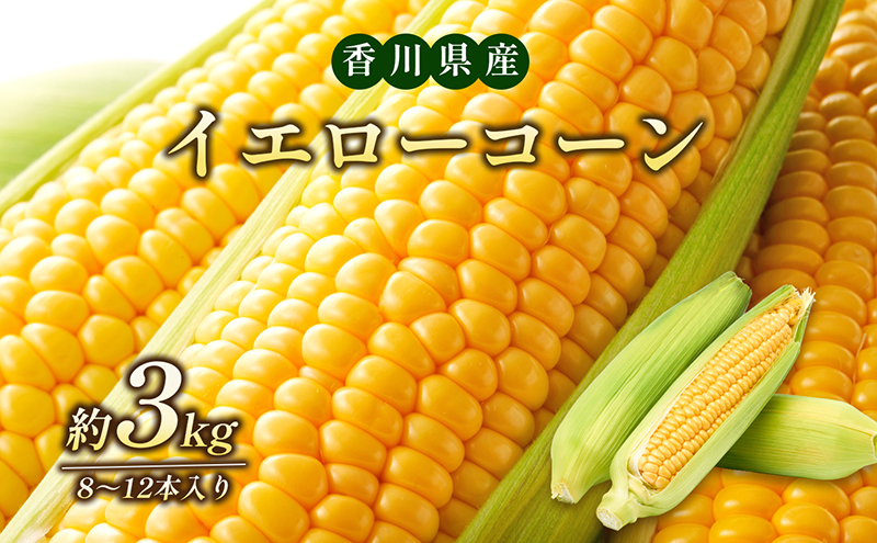 とうもろこし イエローコーン 約3kg 8から12本 黄金色 大粒 ジューシー スイートコーン コーン 玉蜀黍 焼きとうもろこし 茹でとうもろこし コーンスープ バーベキュー 野菜 冷蔵 五色青果 香川県 東かがわ市 46311934