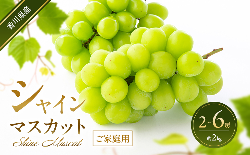 シャインマスカット 【ご家庭用】 2～6房(約2kg) 葡萄 ぶどう ブドウ フルーツ 果物 くだもの 果実 旬の果物 旬のフルーツ 香川 香川県 東かがわ市