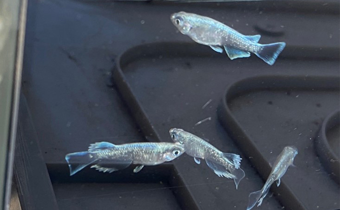 メダカ マリアージュロングフィン 8匹 めだか 生体 若魚 幼魚 観賞魚 ヒレ長 ロングフィン 改良メダカ 死着保障付 アクアリウム 水槽 ビオトープ 睡蓮鉢 飼育 ペット 生き物 1.5cm～2.0cm 発泡スチロール 玄関 リビング 香川県 東かがわ市