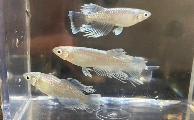 メダカ マリアージュロングフィン 8匹 めだか 生体 若魚 幼魚 観賞魚 ヒレ長 ロングフィン 改良メダカ 死着保障付 アクアリウム 水槽 ビオトープ 睡蓮鉢 飼育 ペット 生き物 1.5cm～2.0cm 発泡スチロール 玄関 リビング 香川県 東かがわ市