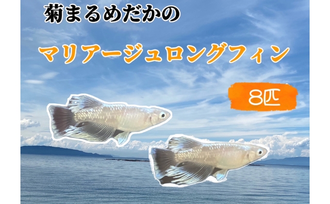 メダカ マリアージュロングフィン 8匹 めだか 生体 若魚 幼魚 観賞魚 ヒレ長 ロングフィン 改良メダカ 死着保障付 アクアリウム 水槽 ビオトープ 睡蓮鉢 飼育 ペット 生き物 1.5cm～2.0cm 発泡スチロール 玄関 リビング 香川県 東かがわ市