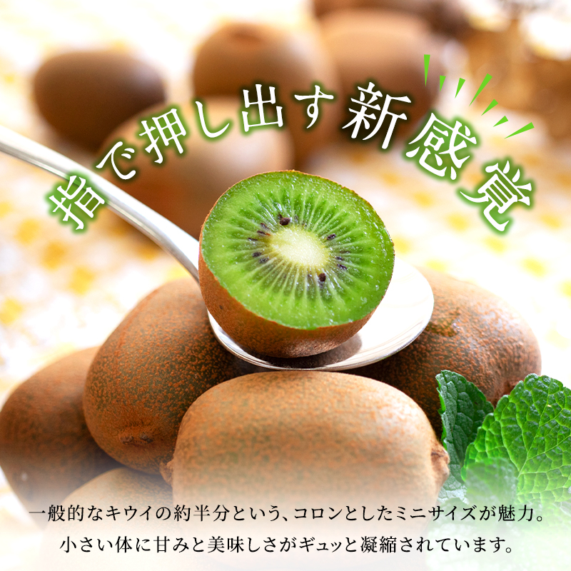キウイ さぬきキウイっこ キウイっこ 約800g キウイフルーツ 讃岐 香川県オリジナル 一口サイズ ミニサイズ ミニ 小さい 毛がない サイズバラ 果物 フルーツ くだもの お取り寄せ デザート おやつ 朝食 香川県 東かがわ市 46312839◆