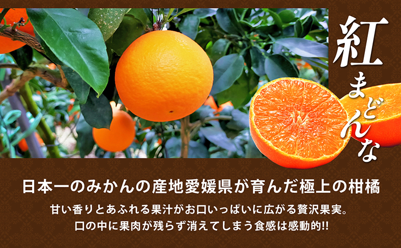 【数量限定 先行予約】愛媛県産 紅まどんな2.7kg[50R0986]【高島屋選定品】青秀 M～３Lサイズ（10～16玉）12月上旬頃～順次発送 ＜ギフト 正規品 甘い みかん フルーツ＞[No.53030337]
