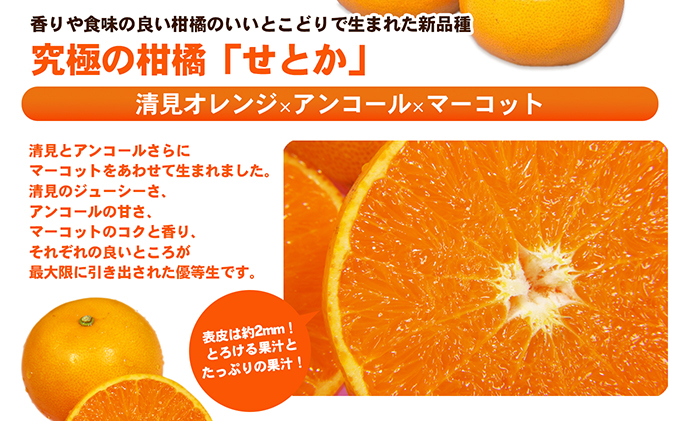露地せとか　赤秀・青秀　約5kg 果物類 みかん 柑橘 フルーツ 食後 デザート ジューシー 甘い コク 香り 国産 愛媛県産 愛媛県産せとか 