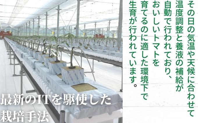 「栗林農園」カラフルミニトマト詰合 600g トマトベリー ピーチチェリー イエローミミ サングリーン トスカーナバイオレット プリンセスオレンジ 6品種 