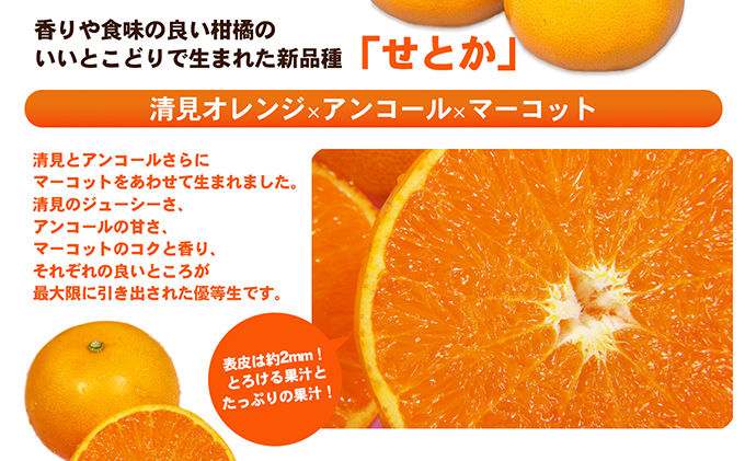 【数量限定 今季最終受付】愛媛県産せとか（ハウス）約2.7kg[50R0846] 【高島屋選定品】L～３Lサイズ 1月下旬頃～順次発送＜旬 化粧箱 ギフト 高級 甘い みかん    フルーツ＞[No.53030334]