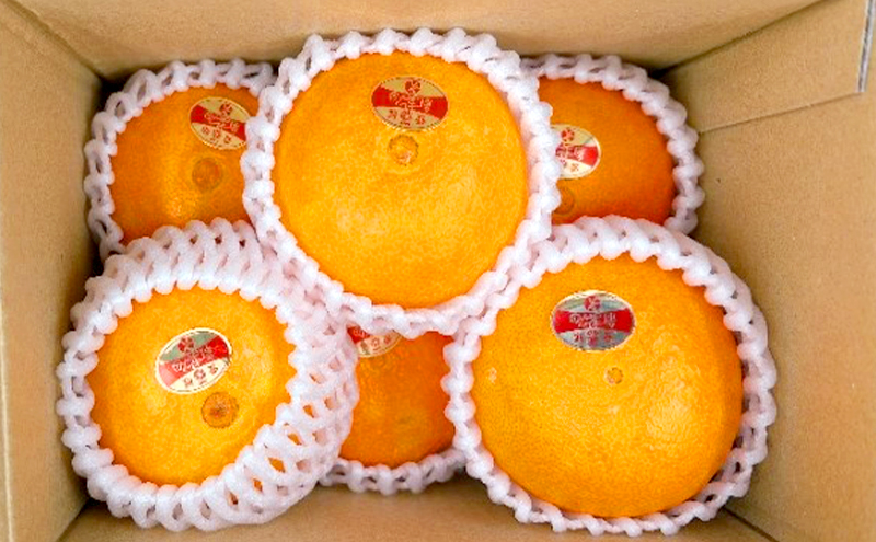 紅まどんな 秀品 Lサイズ 6個 果物 フルーツ 柑橘 柑橘類 国産 愛媛